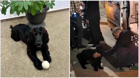 Revoltă după ce cățelușa bătută de stăpân într-un restaurant din Capitală a fost returnată proprietarului: „Nu pot să cred!”