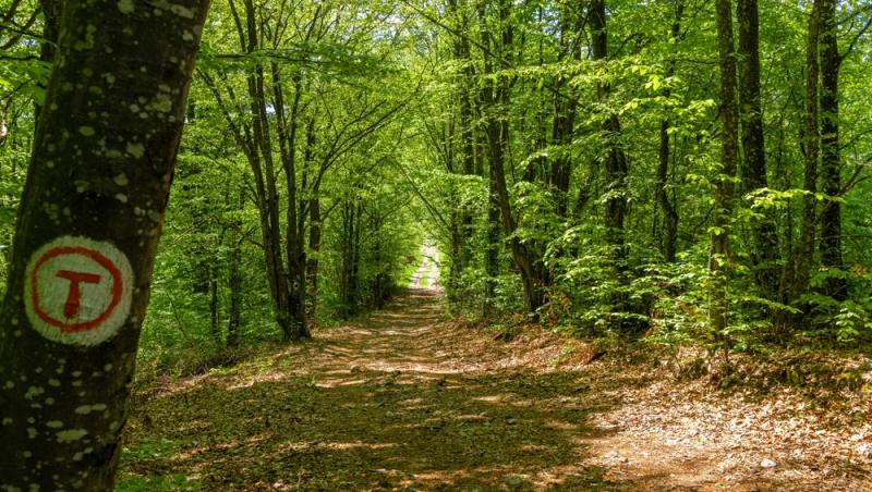 Un tânăr cu deficiențe de vedere se luptă pentru o țară mai accesibilă. Cum a putut străbate Via Transilvanica: „Inconștiență”