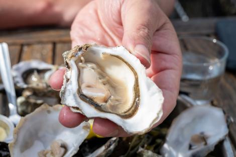 Mituri din bucătărie. Este sau nu sigur să consumăm stridii crude?