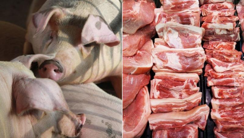colaj porci vii și carne de porc