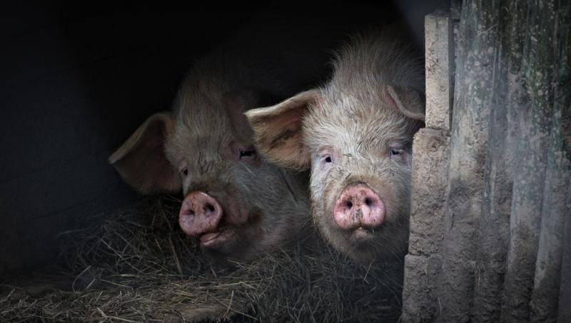 Diferența dintre greutatea în viu și cea netă la porci. Cum să îți organizezi bugetul pentru masa de Crăciun