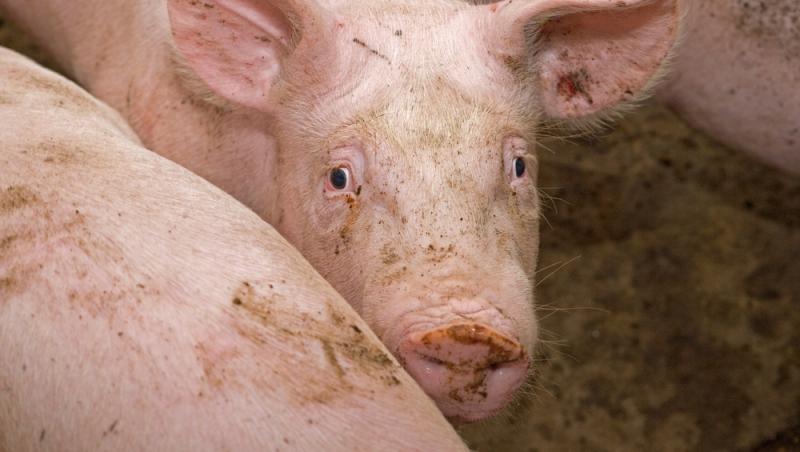 Diferența dintre greutatea în viu și cea netă la porci. Cum să îți organizezi bugetul pentru masa de Crăciun