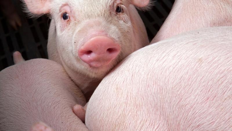 Diferența dintre greutatea în viu și cea netă la porci. Cum să îți organizezi bugetul pentru masa de Crăciun