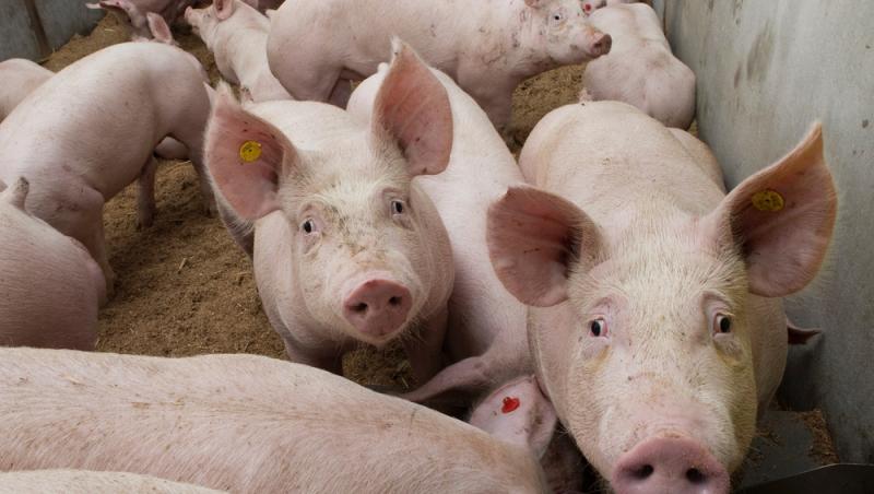 Diferența dintre greutatea în viu și cea netă la porci. Cum să îți organizezi bugetul pentru masa de Crăciun