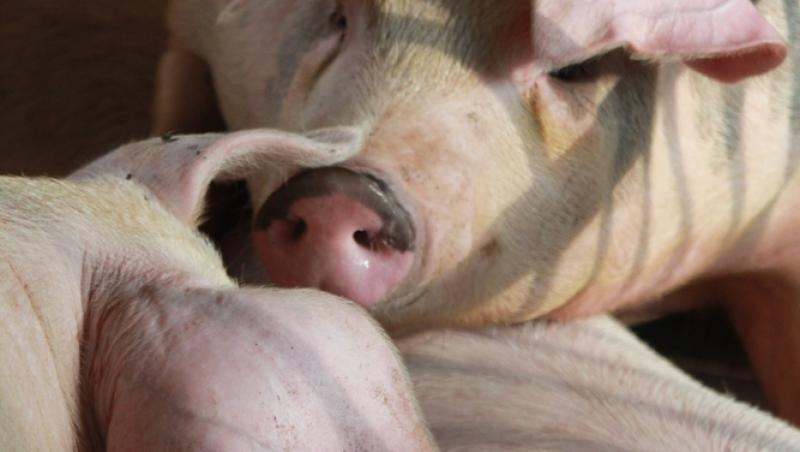 Diferența dintre greutatea în viu și cea netă la porci. Cum să îți organizezi bugetul pentru masa de Crăciun