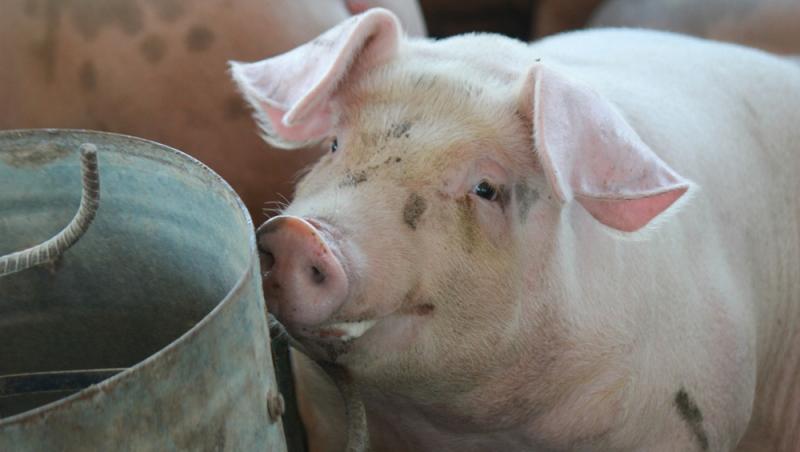 Diferența dintre greutatea în viu și cea netă la porci. Cum să îți organizezi bugetul pentru masa de Crăciun