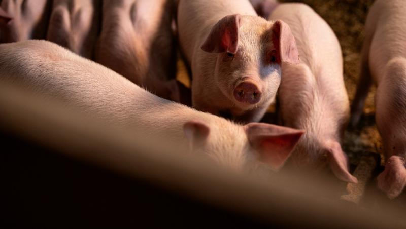 Diferența dintre greutatea în viu și cea netă la porci. Cum să îți organizezi bugetul pentru masa de Crăciun