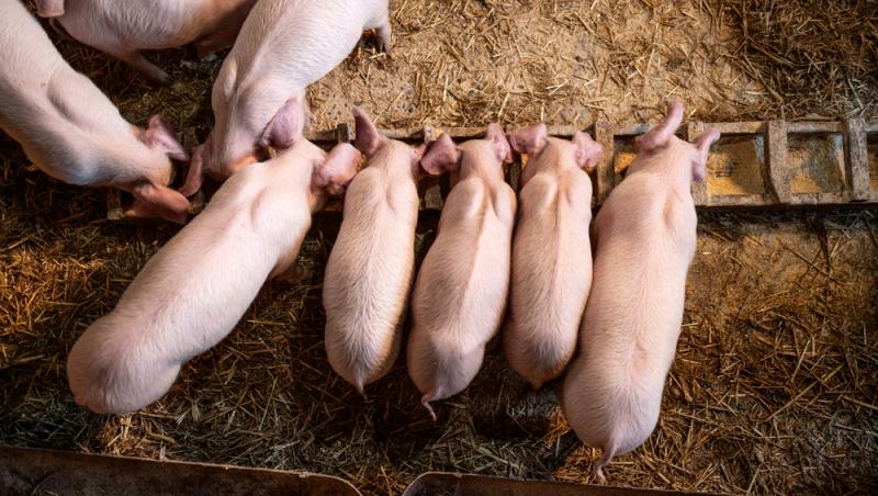 Diferența dintre greutatea în viu și cea netă la porci. Cum să îți organizezi bugetul pentru masa de Crăciun