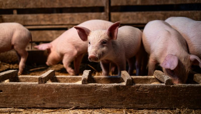 Diferența dintre greutatea în viu și cea netă la porci. Cum să îți organizezi bugetul pentru masa de Crăciun