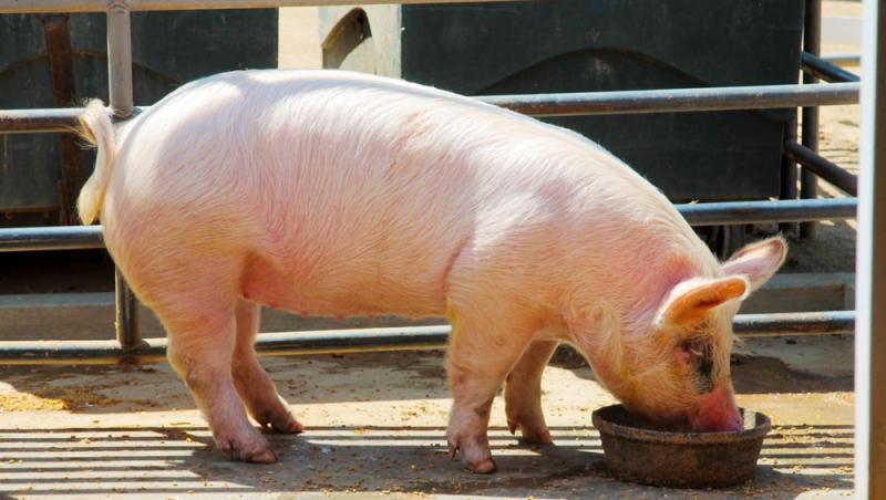 Diferența dintre greutatea în viu și cea netă la porci. Cum să îți organizezi bugetul pentru masa de Crăciun