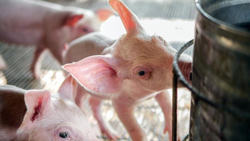 Diferența dintre greutatea în viu și cea netă la porci. Cum să îți organizezi bugetul pentru masa de Crăciun