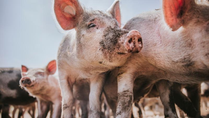 Diferența dintre greutatea în viu și cea netă la porci. Cum să îți organizezi bugetul pentru masa de Crăciun