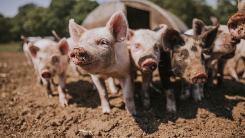 Diferența dintre greutatea în viu și cea netă la porci. Cum să îți organizezi bugetul pentru masa de Crăciun