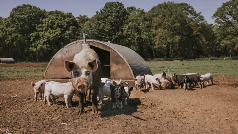 Diferența dintre greutatea în viu și cea netă la porci. Cum să îți organizezi bugetul pentru masa de Crăciun