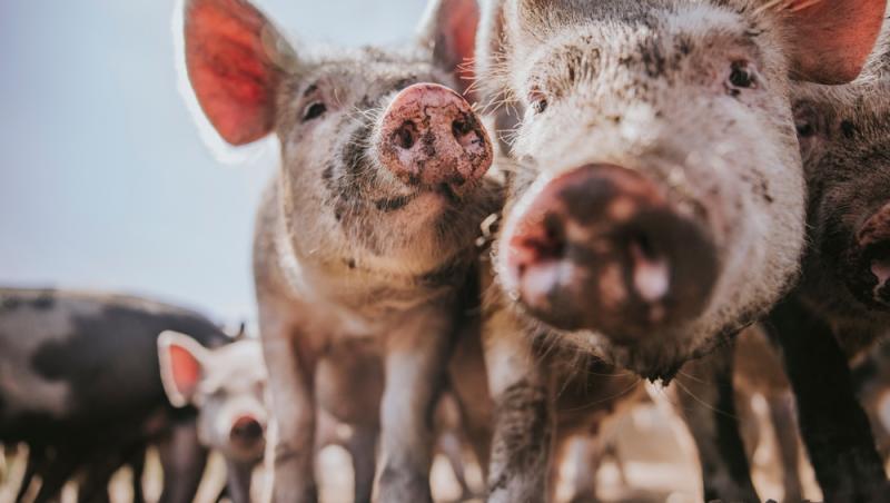 Diferența dintre greutatea în viu și cea netă la porci. Cum să îți organizezi bugetul pentru masa de Crăciun
