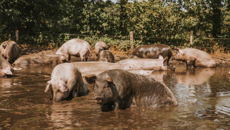 Diferența dintre greutatea în viu și cea netă la porci. Cum să îți organizezi bugetul pentru masa de Crăciun