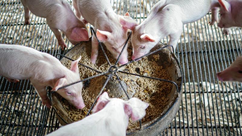 Diferența dintre greutatea în viu și cea netă la porci. Cum să îți organizezi bugetul pentru masa de Crăciun