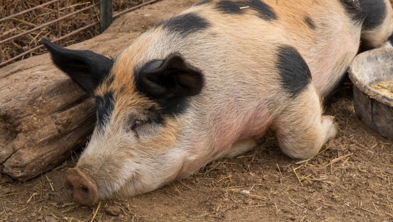 Diferența dintre greutatea în viu și cea netă la porci. Cum să îți organizezi bugetul pentru masa de Crăciun