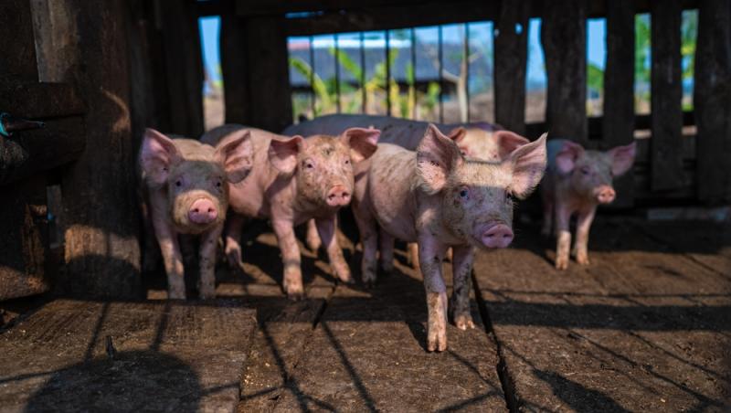 Diferența dintre greutatea în viu și cea netă la porci. Cum să îți organizezi bugetul pentru masa de Crăciun