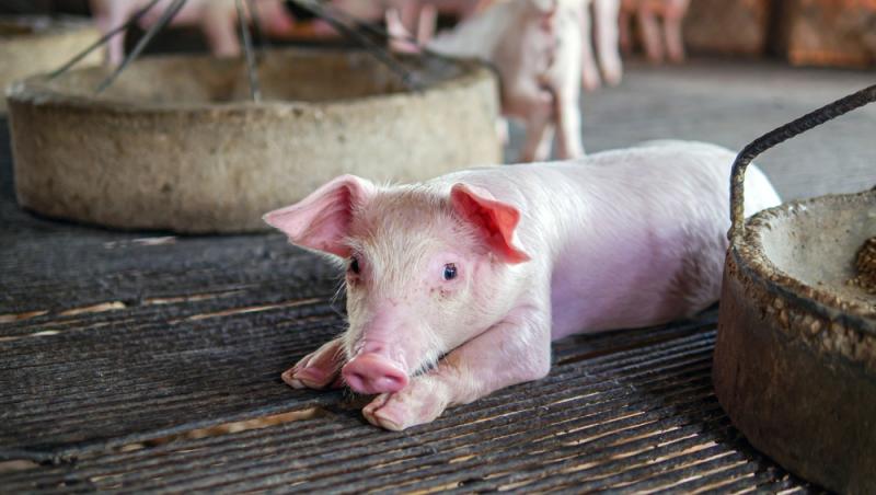 Diferența dintre greutatea în viu și cea netă la porci. Cum să îți organizezi bugetul pentru masa de Crăciun