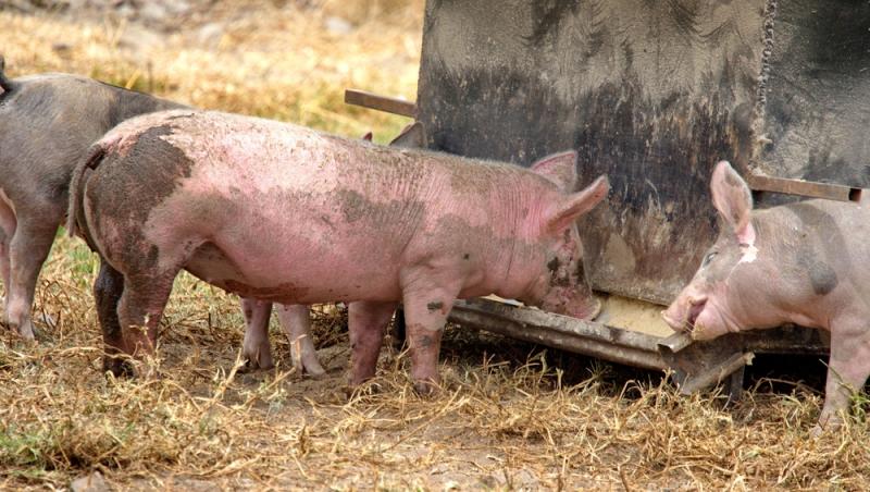 Diferența dintre greutatea în viu și cea netă la porci. Cum să îți organizezi bugetul pentru masa de Crăciun