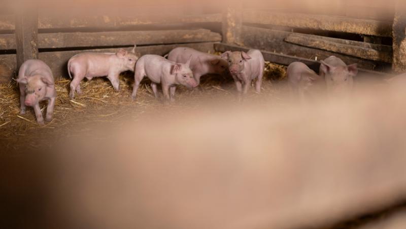 Diferența dintre greutatea în viu și cea netă la porci. Cum să îți organizezi bugetul pentru masa de Crăciun