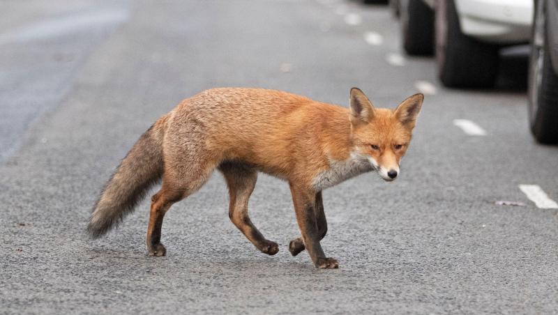 imagine cu o vulpe pe strada