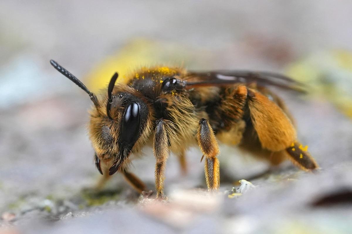 Albina Lucifer a fost descoperită. Insecta are „coarne de diavol” și se găsește într-un singur loc pe Pământ