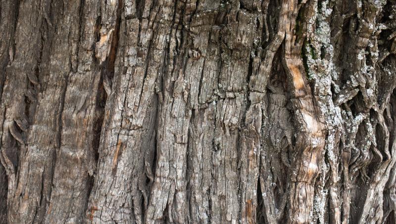 imagine cu scorta unui copac