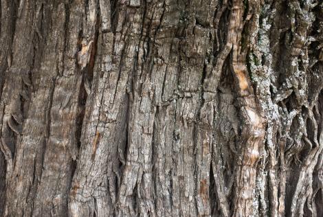 Iluzie optică virală! Găsește pasărea camuflată pe trunchiul unui copac. Unde se află vietatea, de fapt