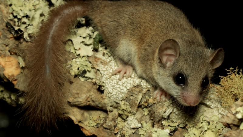 Ramona Olaru, a doua deținătoare în România de pârși africani pitici. Ce animal deosebit își mai dorește: „Te mai măriți tu...”