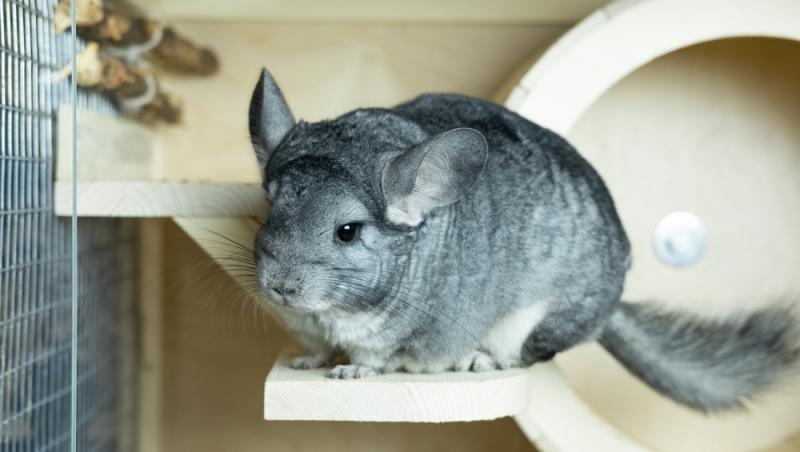 Ramona Olaru, a doua deținătoare în România de pârși africani pitici. Ce animal deosebit își mai dorește: „Te mai măriți tu...”