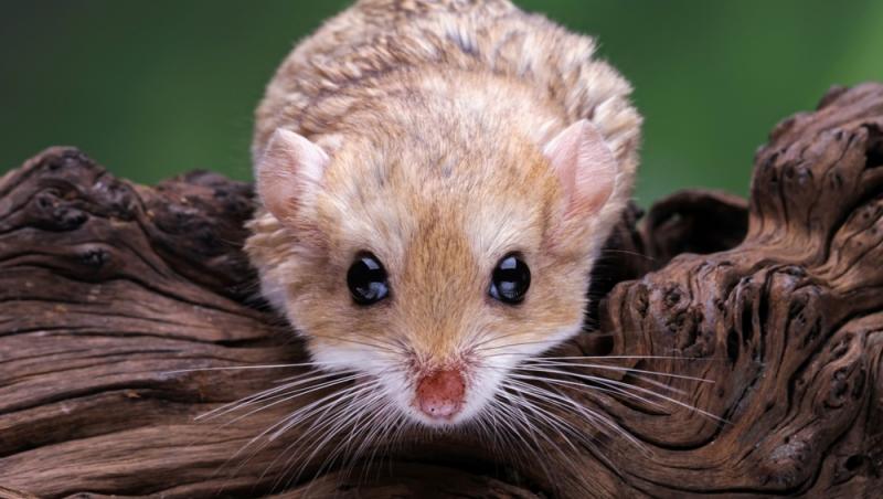 Ramona Olaru, a doua deținătoare în România de pârși africani pitici. Ce animal deosebit își mai dorește: „Te mai măriți tu...”