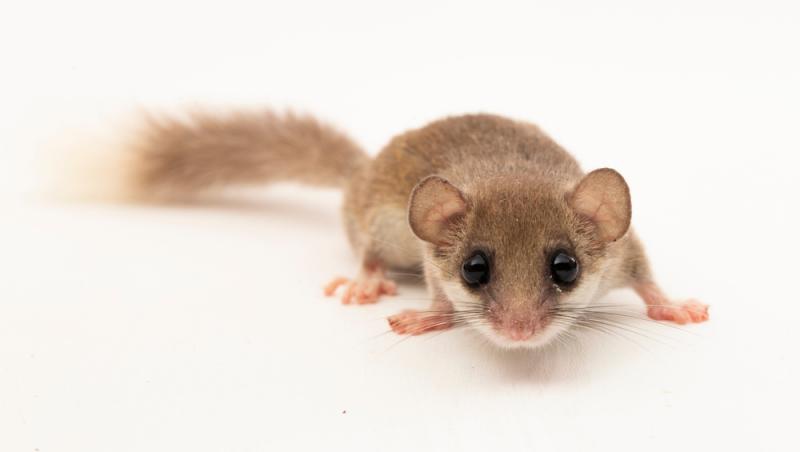 Ramona Olaru, a doua deținătoare în România de pârși africani pitici. Ce animal deosebit își mai dorește: „Te mai măriți tu...”