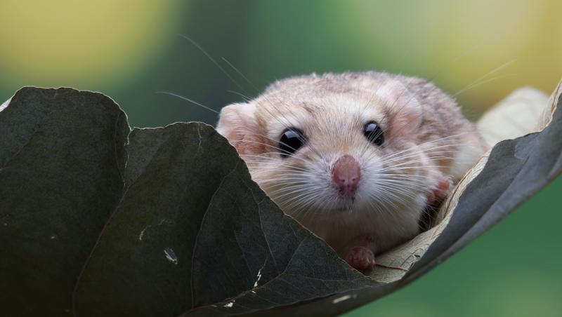 Ramona Olaru, a doua deținătoare în România de pârși africani pitici. Ce animal deosebit își mai dorește: „Te mai măriți tu...”