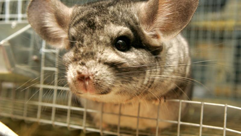 Ramona Olaru, a doua deținătoare în România de pârși africani pitici. Ce animal deosebit își mai dorește: „Te mai măriți tu...”