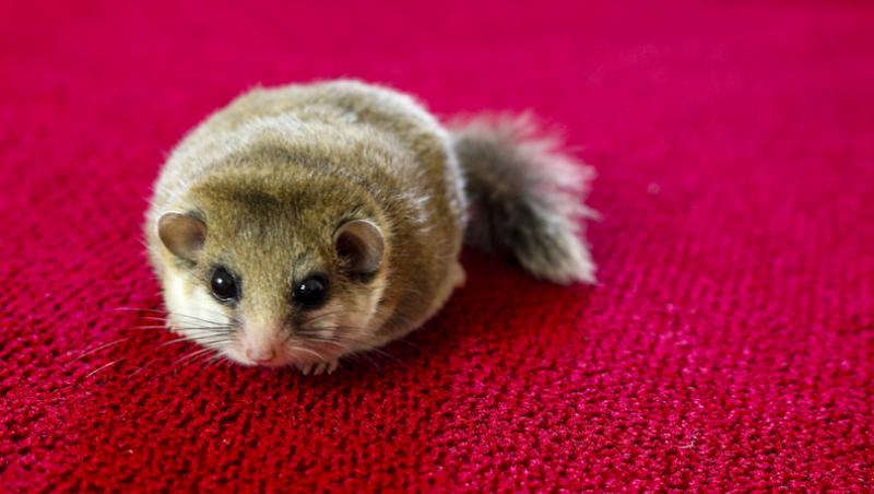 Ramona Olaru, a doua deținătoare în România de pârși africani pitici. Ce animal deosebit își mai dorește: „Te mai măriți tu...”