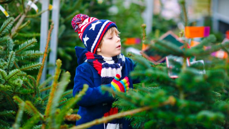 Au apărut brazii naturali în magazinele din țară. Cât costă și cum se aleg, de fapt