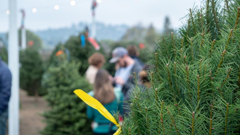 Au apărut brazii naturali în magazinele din țară. Cât costă și cum se aleg, de fapt