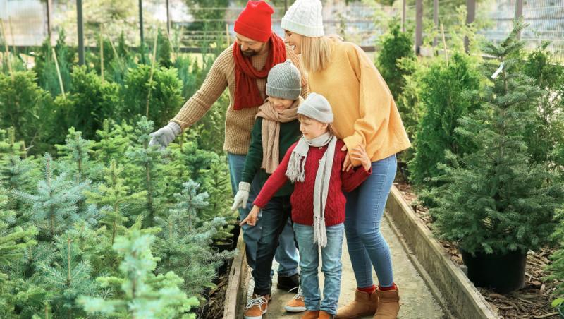 Au apărut brazii naturali în magazinele din țară. Cât costă și cum se aleg, de fapt