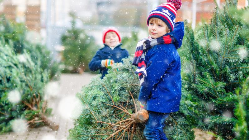 Au apărut brazii naturali în magazinele din țară. Cât costă și cum se aleg, de fapt