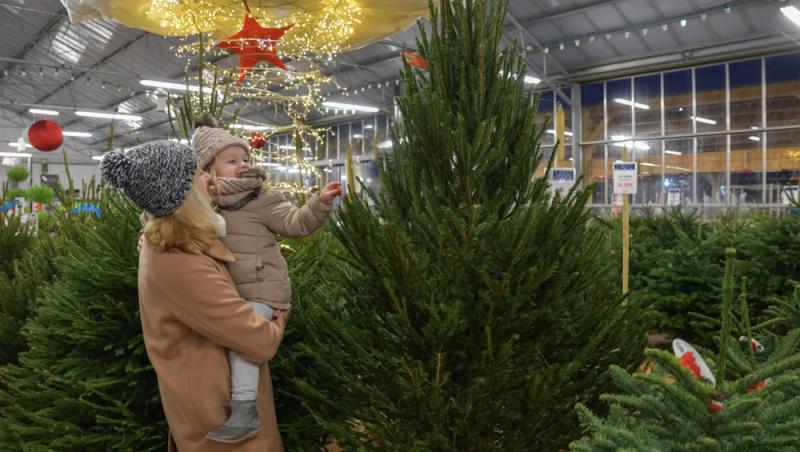 Au apărut brazii naturali în magazinele din țară. Cât costă și cum se aleg, de fapt