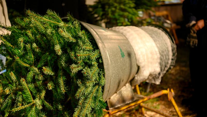 Au apărut brazii naturali în magazinele din țară. Cât costă și cum se aleg, de fapt