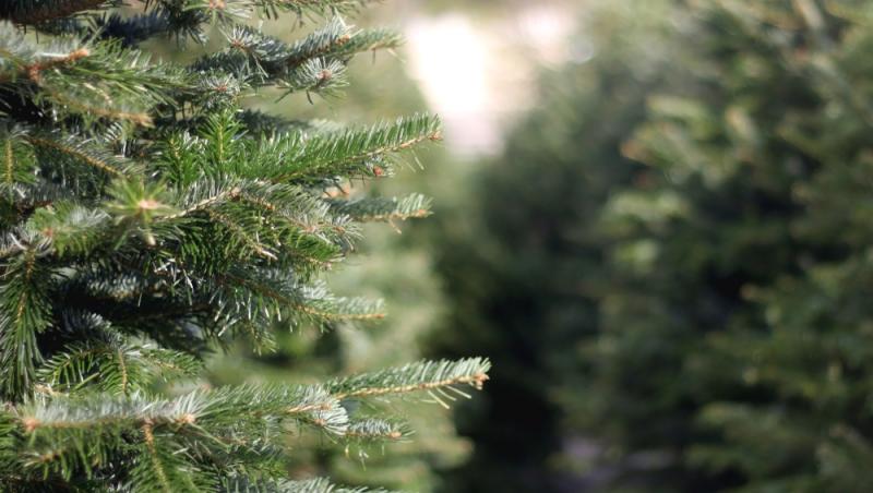 Au apărut brazii naturali în magazinele din țară. Cât costă și cum se aleg, de fapt