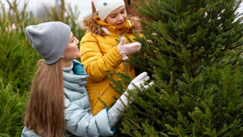 Au apărut brazii naturali în magazinele din țară. Cât costă și cum se aleg, de fapt