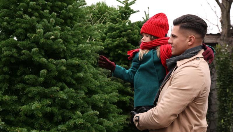 Au apărut brazii naturali în magazinele din țară. Cât costă și cum se aleg, de fapt