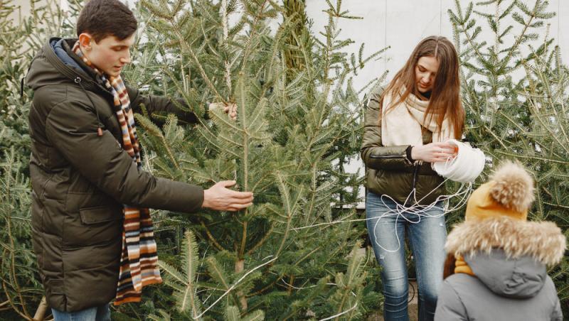 Au apărut brazii naturali în magazinele din țară. Cât costă și cum se aleg, de fapt