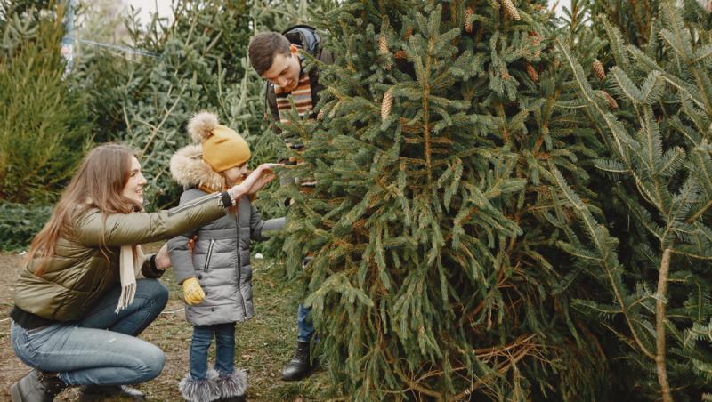 Au apărut brazii naturali în magazinele din țară. Cât costă și cum se aleg, de fapt