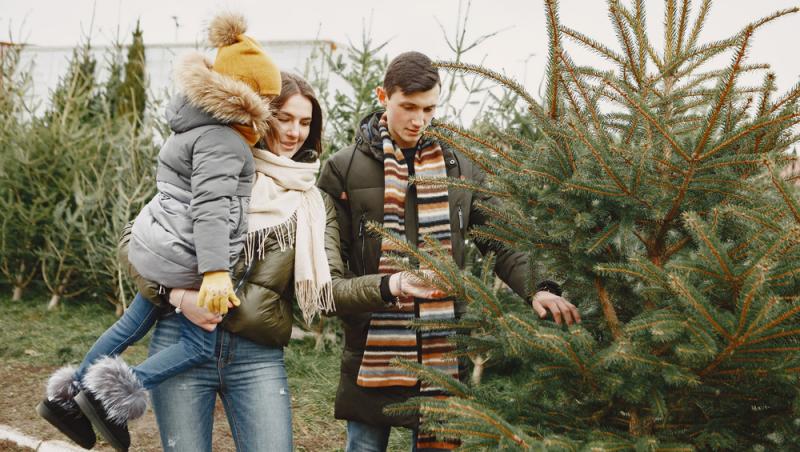 Au apărut brazii naturali în magazinele din țară. Cât costă și cum se aleg, de fapt