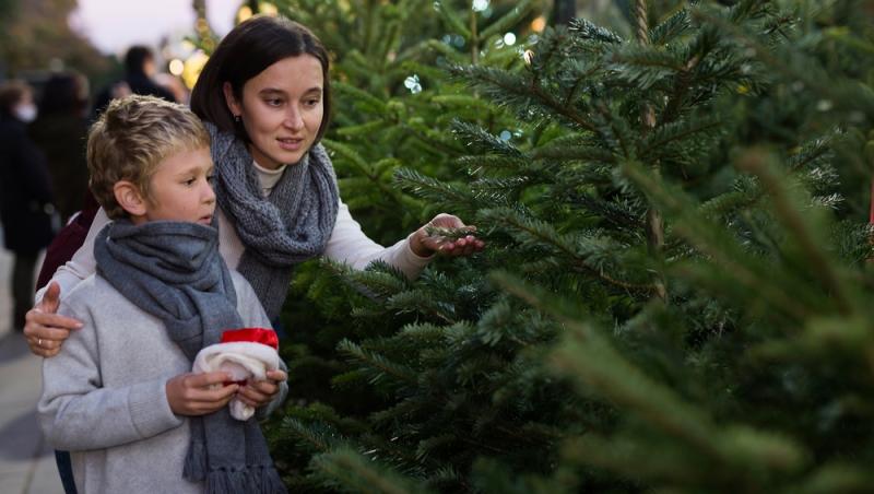 Au apărut brazii naturali în magazinele din țară. Cât costă și cum se aleg, de fapt